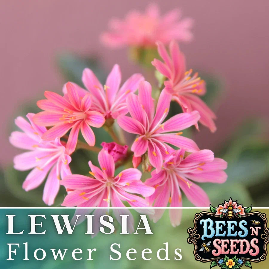 Pinkie Lewisia Seeds - Non-GMO Flower Seeds for Rock Gardens, Borders & Containers - Lewisia cotyledon, Pink Flowers, 35 or 100 Seeds