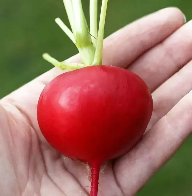 German Giant Radish Seeds - Organic Non-GMO Heirloom Vegetable Seeds for Gardening - Raphanus sativus