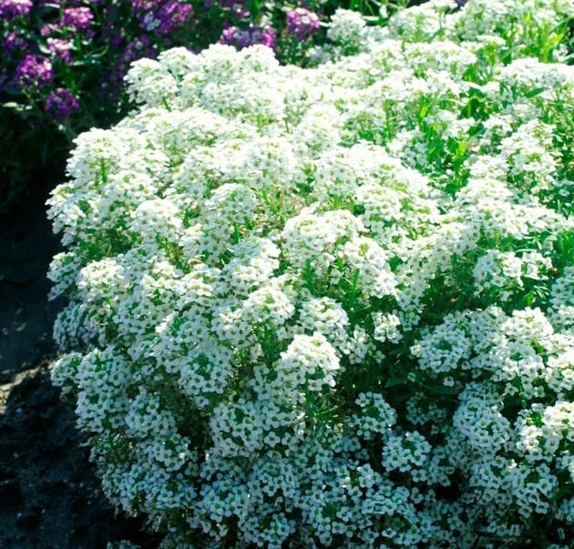 Alyssum TINY TIM White Groundcover Seeds – Lobularia maritima, Fragrant White Flowers, Non-GMO, 500 Seeds