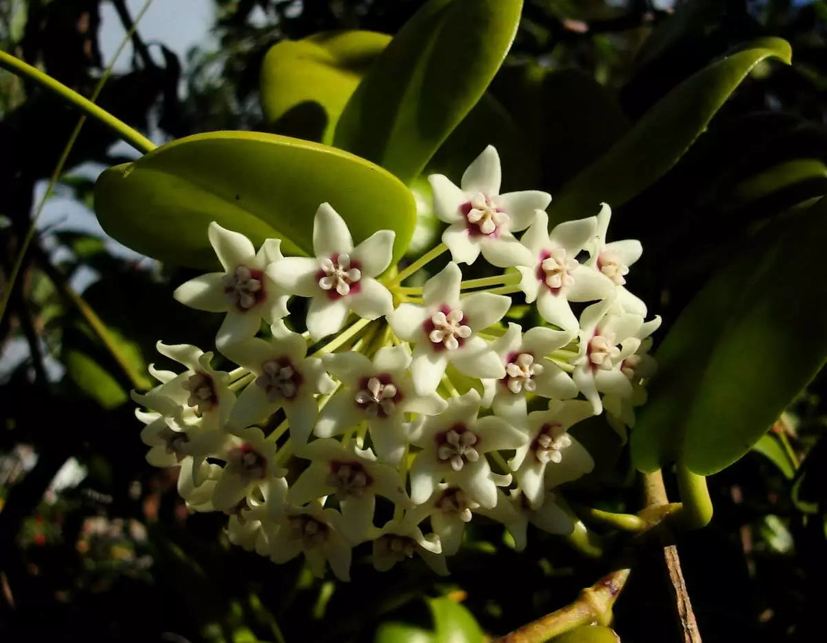 Hoya Australis Starter Plant - Solid Green Wax Flower Vine - Indoor Houseplant - Easy Care Tropical Foliage - Hoya australis
