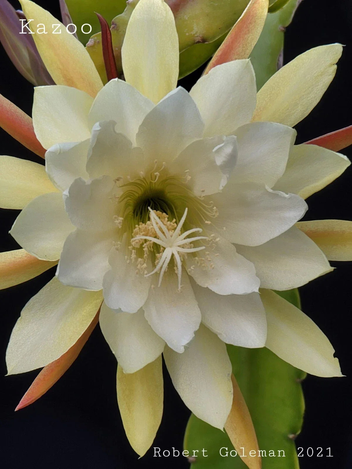 Epiphyllum 'Kazoo' Unrooted Cutting - Rare Orchid Cactus for Indoor Houseplant, Unique Blooming Succulent, Exotic Garden Plant