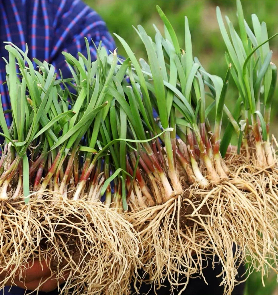 Live Chinese Chives Roots - Allium tuberosum - Fresh Culinary Herb for Planting, Gardening, and Cooking