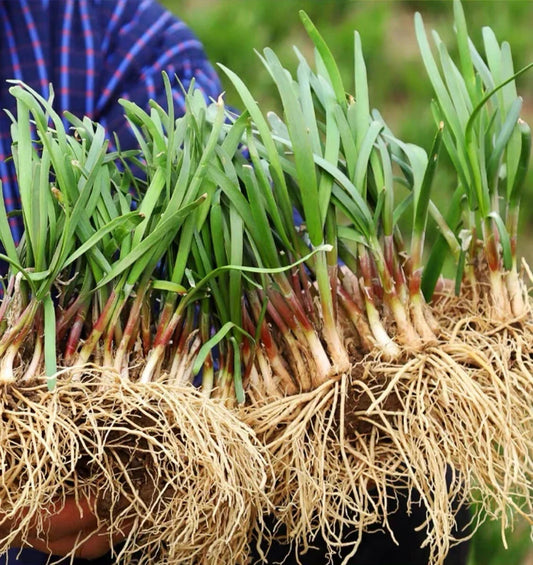 Live Chinese Chives Roots - Allium tuberosum - Fresh Culinary Herb for Planting, Gardening, and Cooking