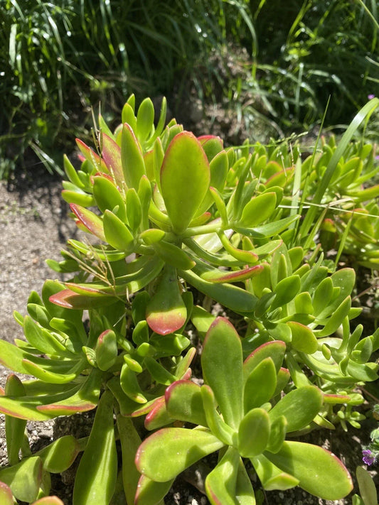 Lot of 3 Succulent Cuttings Sedum Dendroideum Green 5-inch Plants for Gardening, Container, or Indoor Decor