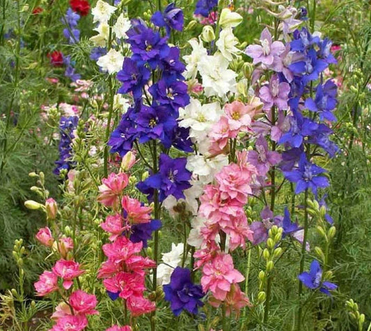 Larkspur Delphinium Seeds Mix - Tall Spring Blooms - Non-GMO Flower Garden Seeds - 1000 Count - Attracts Pollinators