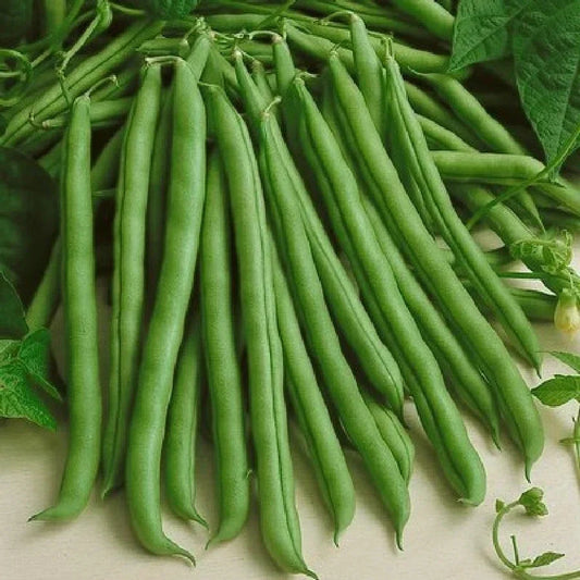 Kentucky Wonder Green Bean Seeds - Heirloom Pole Variety - 30+ Non-GMO Seeds for Vertical Gardening and Bountiful Harvest