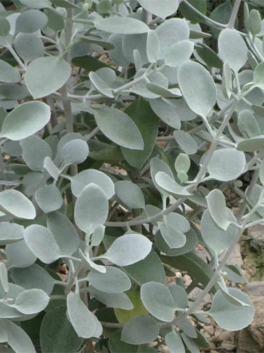 Kalanchoe Hildebrandtii Cutting - Silver Teaspoons Succulent 5" Indoor Plant, Drought-Tolerant, Easy Care, Decorative Greenery