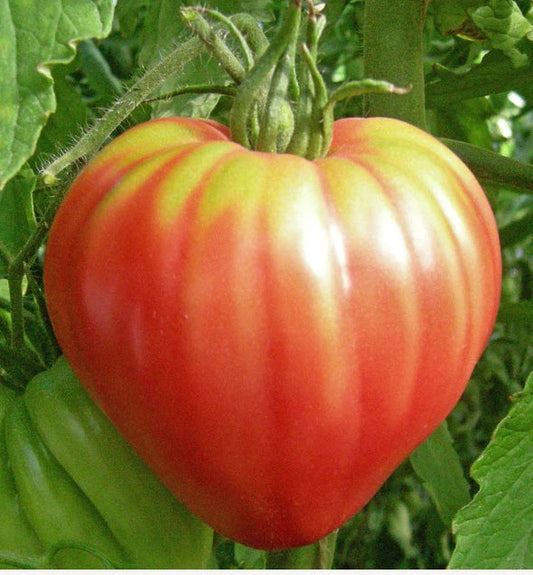 Heirloom Tomato Seeds - Red Bull Oxheart - Non-GMO, Slicing, Solanum lycopersicum, 30 Seeds