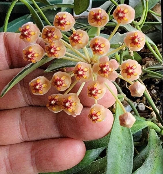 Hoya Cutting - Unrooted Rare Wax Vine - Hoya aff. burtoniae - Collector’s Plant for Indoor Garden and Low-Maintenance Care