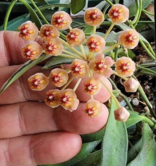 Hoya Cutting - Unrooted Rare Wax Vine - Hoya aff. burtoniae - Collector’s Plant for Indoor Garden and Low-Maintenance Care