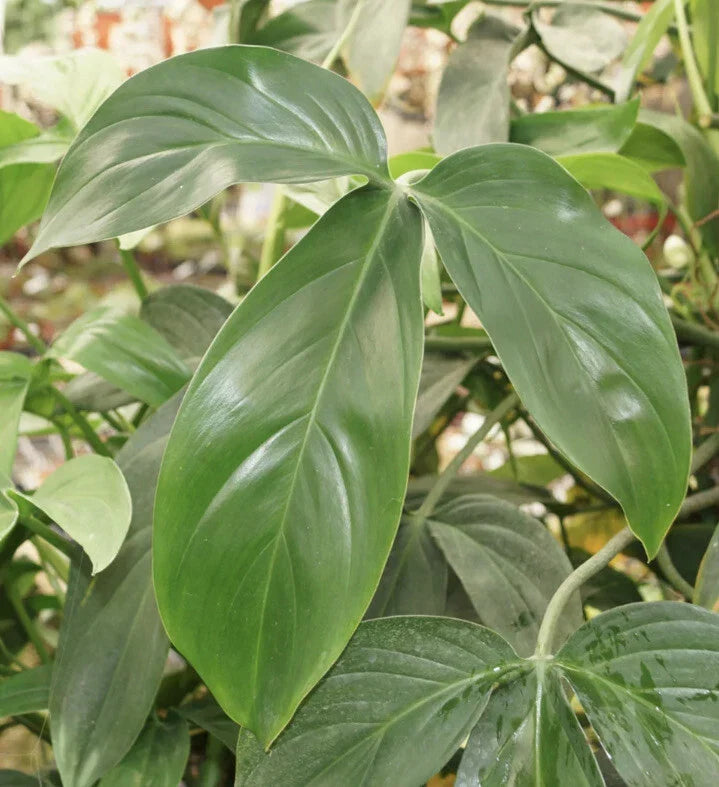 Philodendron Starter Plants Set of 4 | Indoor Houseplants | Easy Care Greenery | Choose Your Variety