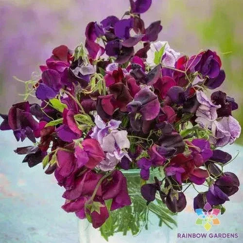 Burgundy Mix Sweet Pea Seeds - 50+ Fragrant Flower Seeds for Garden Climbing Vine - Lathyrus odoratus