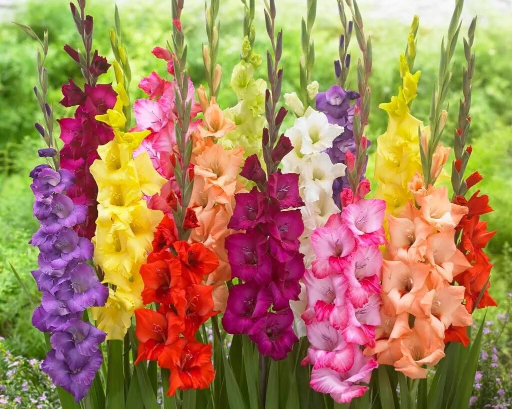 Gladiolus Bulbs 15 Pack Mixed Colors Easy to Grow Perennial Gladiolus hortulanus