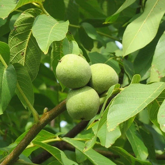 Live Black Walnut Tree Plant 10-40 Inches Juglans nigra, Well-Rooted Deciduous Tree for Garden or Landscape