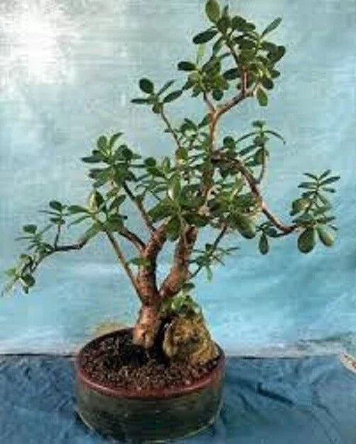 Live Succulent Plant - Crassula Ovata 'Crobys' Large Jade Plant with Bonus 17-24 Inches - Easy Care Green Indoor Outdoor Plant
