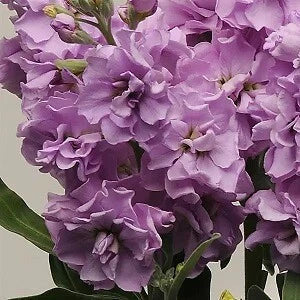 Light Lavender Stock Seeds 500 Count - Fragrant Matthiola incana Annual Flower Seeds for Garden & Cut Flowers
