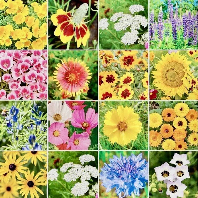 Wildflower Seed Mix 500+ Seeds for Butterflies & Hummingbirds | Native Wildflower Seeds for Pollinator Gardens
