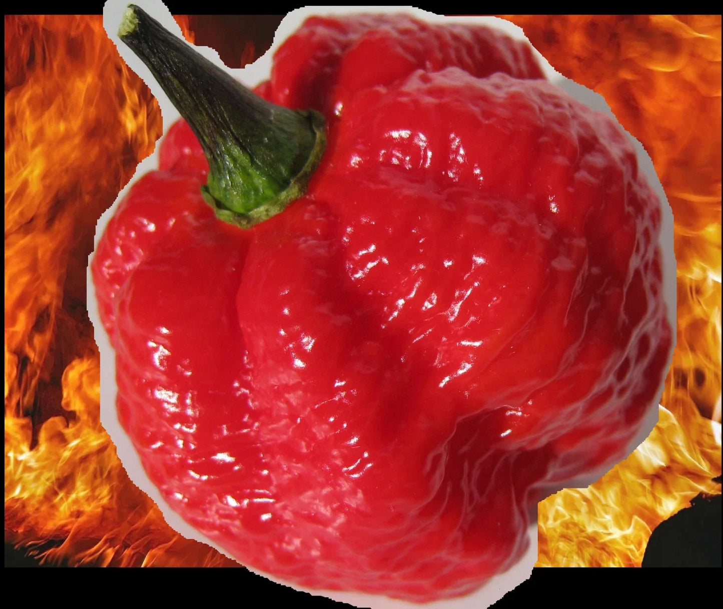 Red Borg Extreme Hot Pepper Seeds – Naglah x Bubblegum 7 Pot Hybrid, Super Rare Capsicum chinense, Intense Heat, Culinary & Hot Sauce