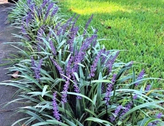 Monkey Grass Bare Root Plants 30 Count Big Blue Clumping Lirope Spicata for Ground Cover & Erosion Control