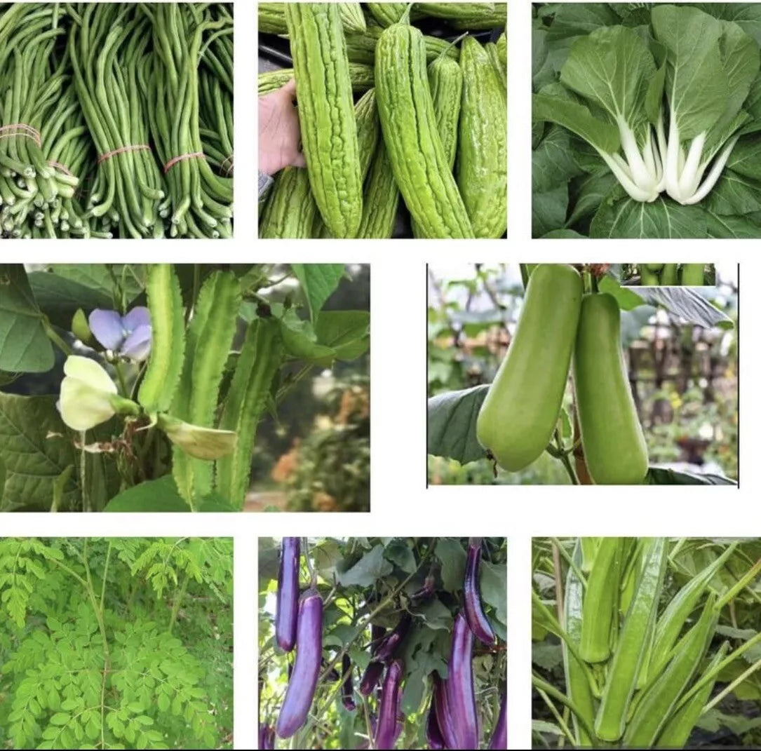 Set of 25 Asian Vegetable Seeds Variety Pack - Heirloom Non-GMO Edibles for Gardening