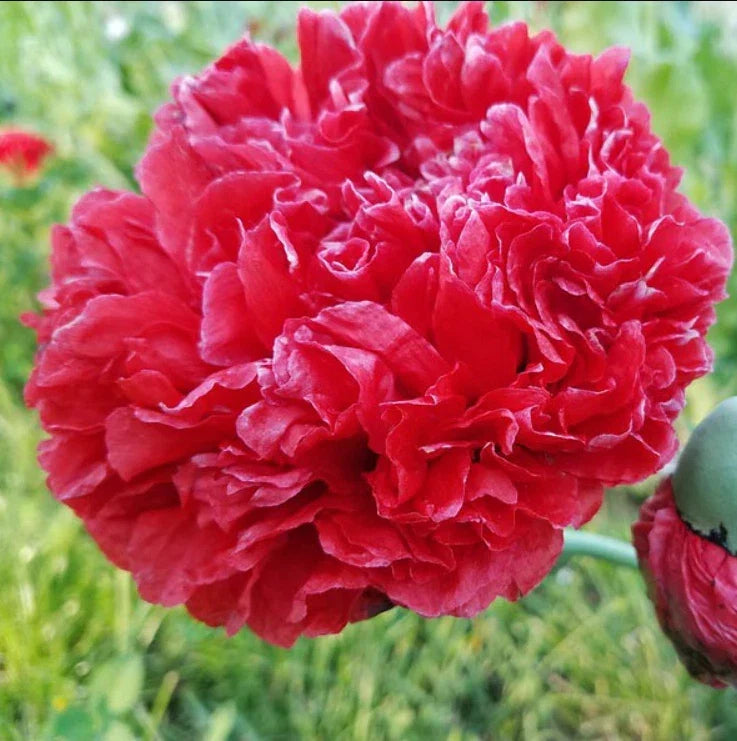 Poppy Seeds - 200 Organic Red Frosted Breadseed Peony - Papaver somniferum - Non-GMO, Attracts Pollinators, Easy to Grow