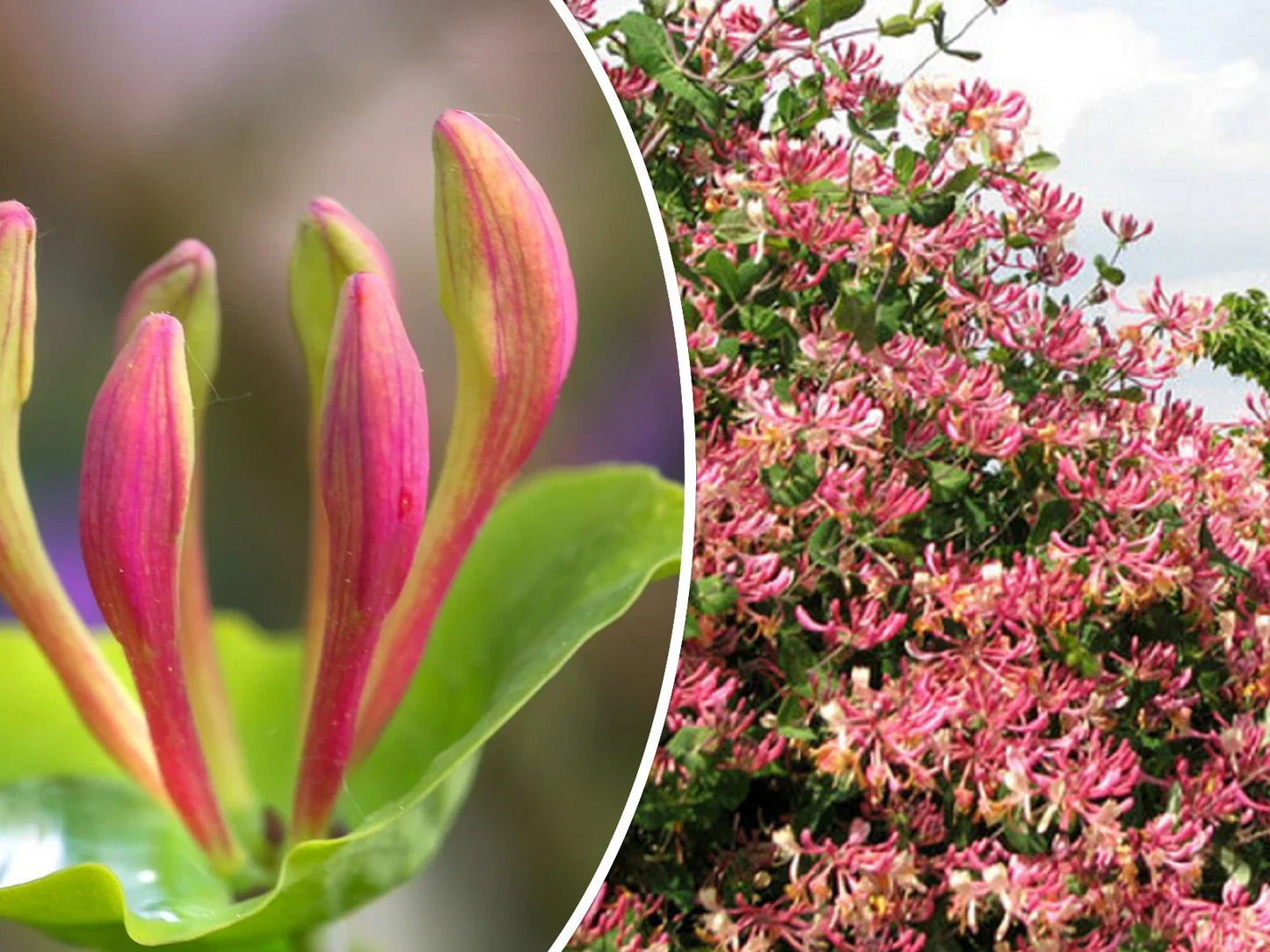 Pink Honeysuckle Seeds - 20 Pack, Climbing Vine, Fragrant Pink Flowers, Lonicera hispidula, Garden Trellis, Fences & Arbors