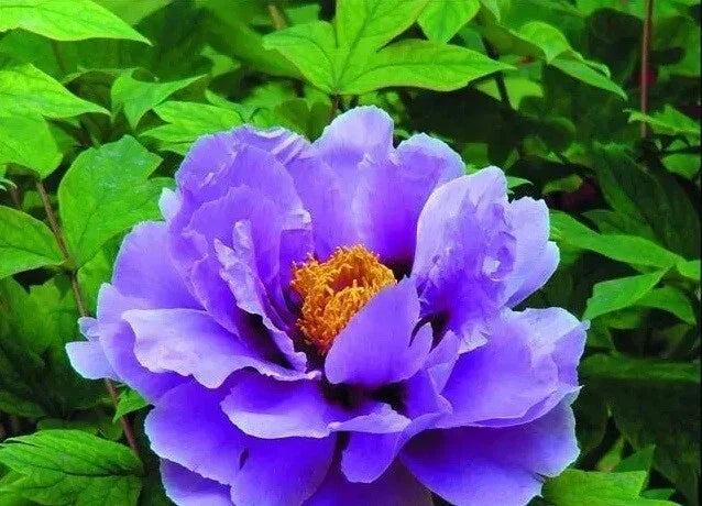 Peony Seeds 10pc | Herbaceous Perennial | Paeonia spp. | Garden Flower, Fragrant Blooms, Easy to Grow