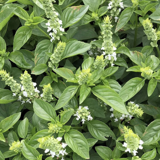 Lime Basil Seeds - Heirloom Culinary Herb Seeds - Ocimum Americanum - Aromatic, Fast-Growing, Non-GMO Seed Packet