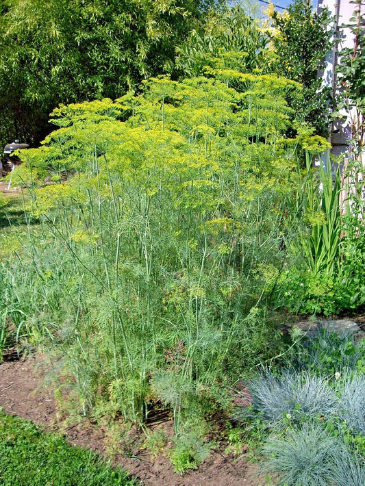 Mammoth Long Island Dill Seeds - Culinary & Medicinal Herb for Garden & Containers - Anethum graveolens, 301+ Seeds