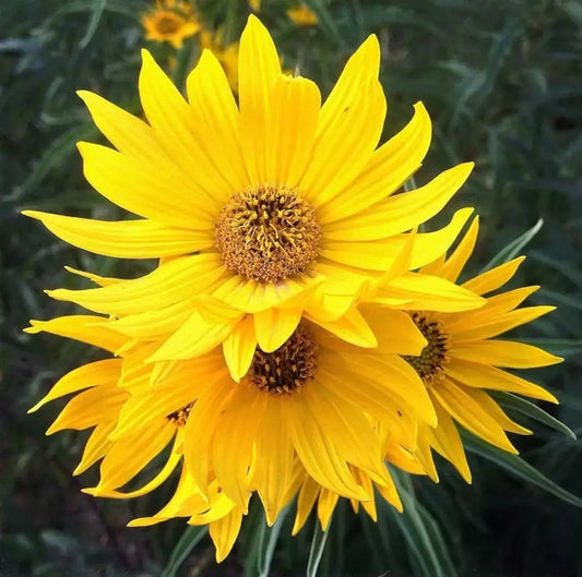 Maximilian Sunflower Seeds - Heirloom Non-GMO Perennial - Helianthus maximiliani - Full Sun, Bountiful Blooms, Attracts Pollinators