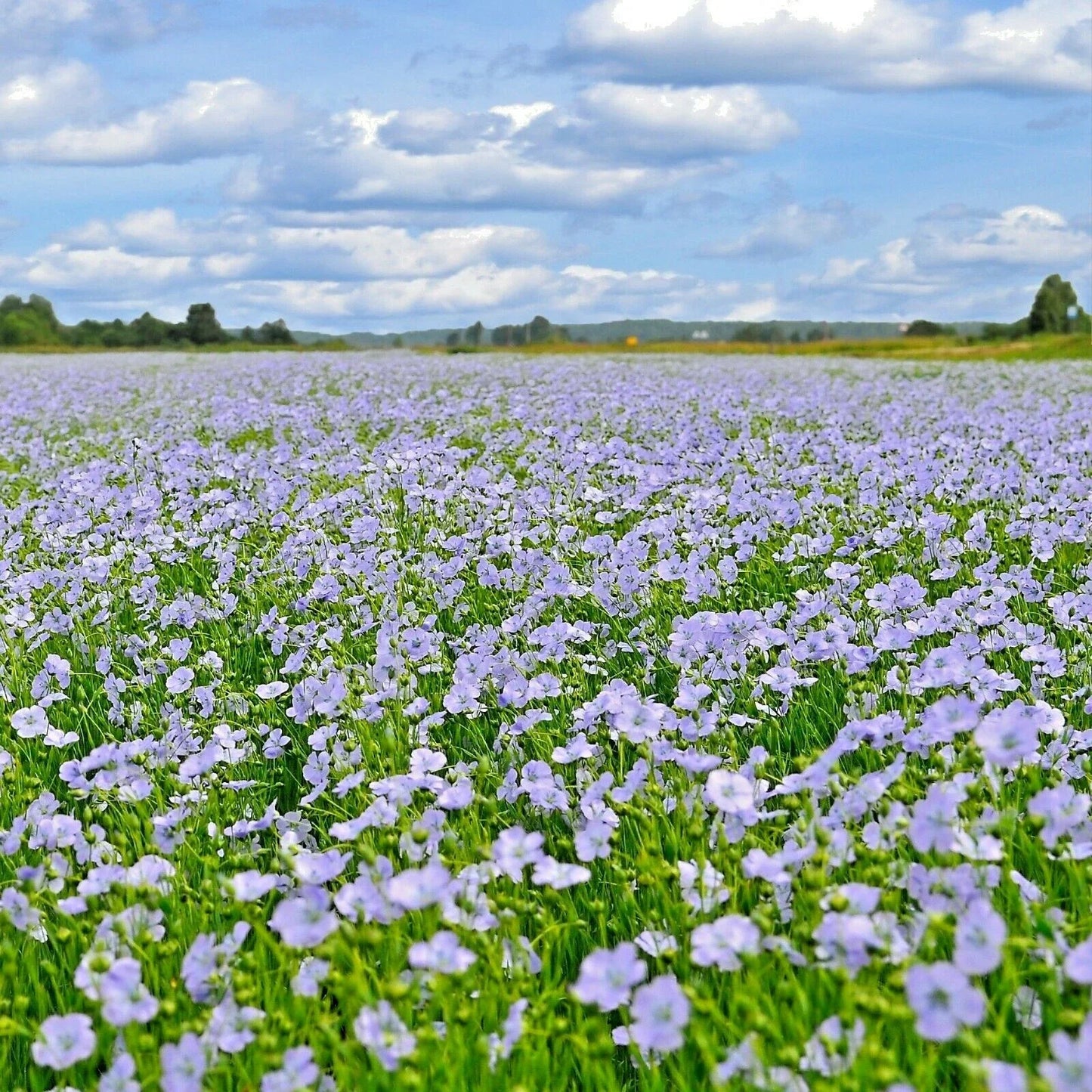 Blue Flax Seeds - Perennial Wildflower for Drought Tolerant Gardens - Linum lewisii, Native Blue Flower Seeds, 1000+