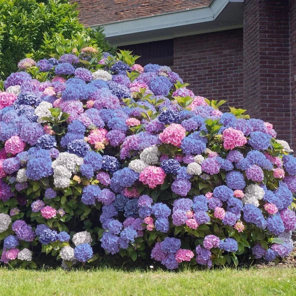 3 in 1 Hydrangea Seeds - Perennial Flower Bush Mix for Garden, Hydrangea macrophylla, Pink Blue White Blooms, Pollinator Attracting