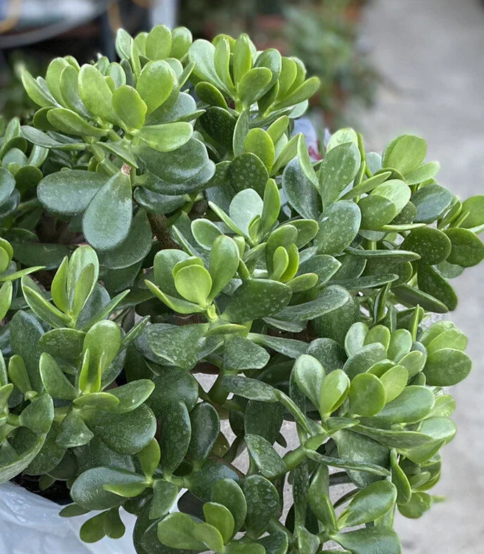 Jade Plant Succulent – 1 Rooted Crassula Ovata from One Gallon Pot – Indoor Houseplant for Home Decor and Gardening