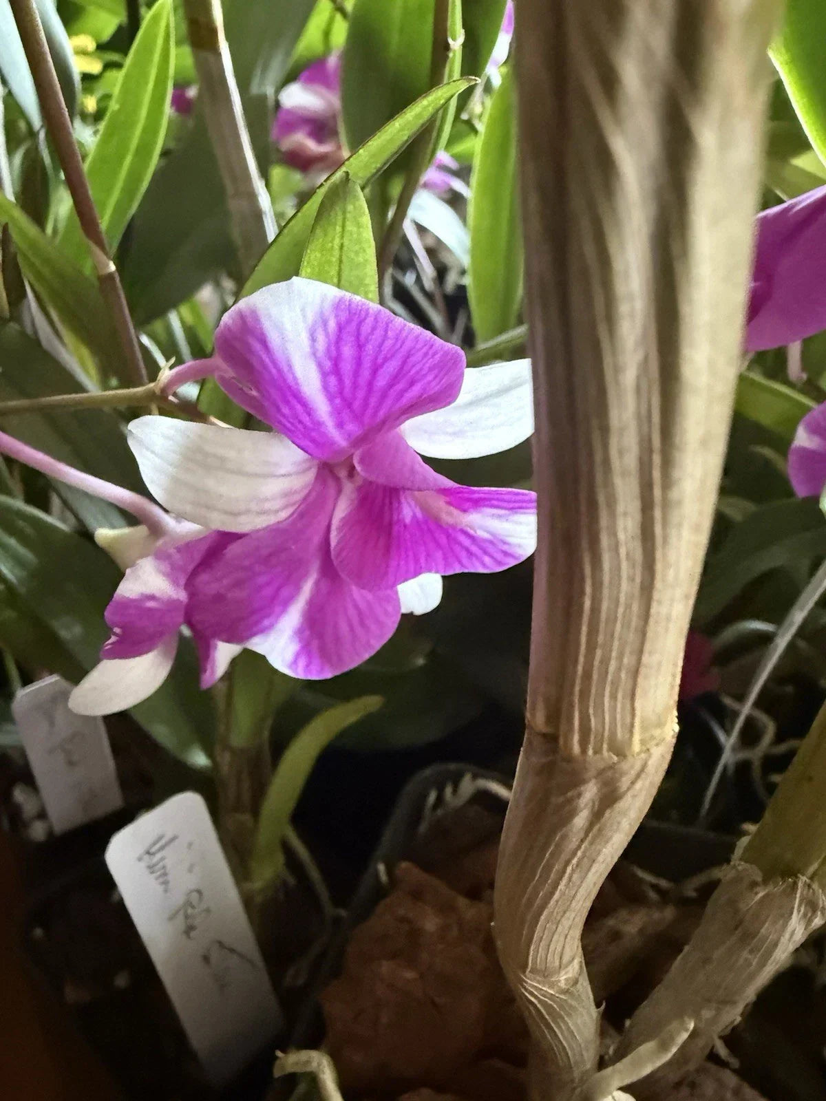 Dendrobium Orchid Plant Mix – 3 Rooted Stems – Exotic Houseplant for Home Decor – No Pot – Brightening Indoor Flowering Plant
