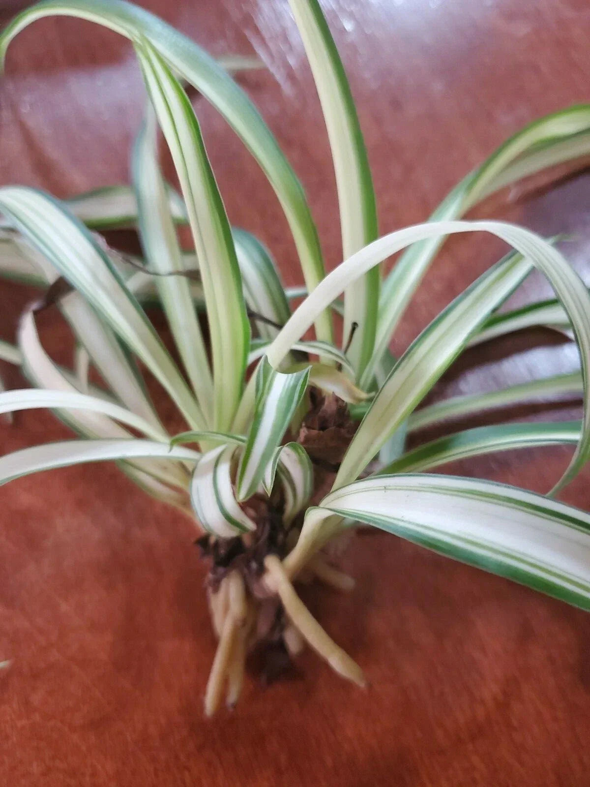 Airplane Spider Plant Rooted Start - Variegated Live Plant - Chlorophytum comosum - Indoor Houseplant, Green and White Stripes
