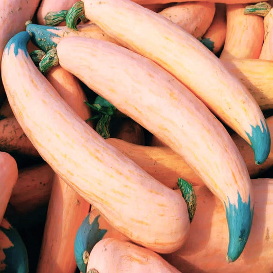 North Georgia Candy Roaster Seeds | Pink Banana Pumpkin Winter Squash | Cucurbita maxima, Heirloom, Non-GMO, Vining, 20 Seeds