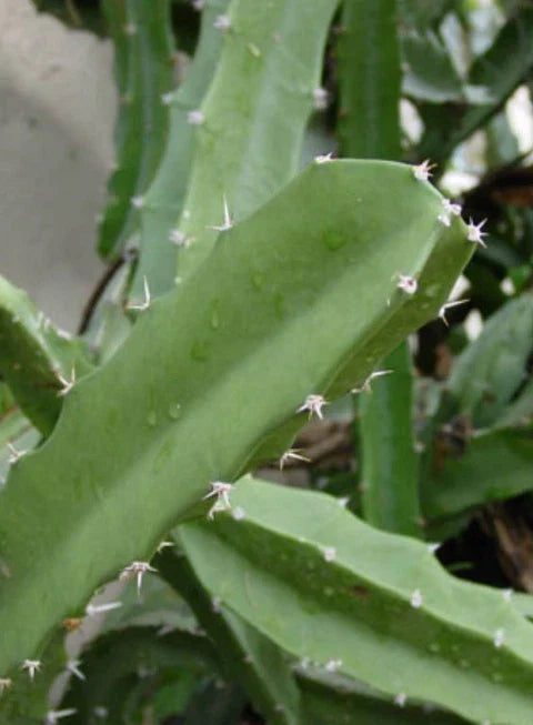 Acanthocereus Tetragonus Cutting – 6-Inch Triangle Cactus, White Pitaya, Succulent Plant for Indoor & Outdoor Gardens
