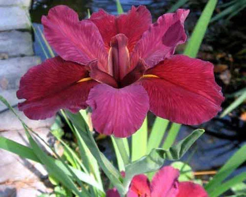 Louisiana Iris Plants 5 Fans Red Velvet Elvis Deep Red Blooms Iris 'Red Velvet Elvis' Garden Flower