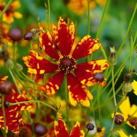 Coreopsis Seeds - Dwarf Radiant Tigrina, Deer & Rabbit Resistant, Non-GMO, 200 Seeds, Perennial Flower for Borders & Containers
