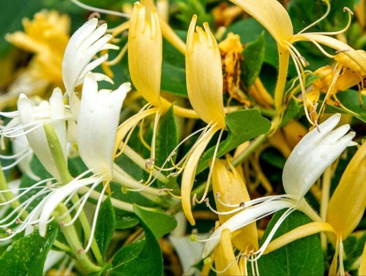 Japanese Honeysuckle Cuttings - 15 Rootless Lonicera japonica with White & Yellow Flowers, Climbing Vine, Garden Plant