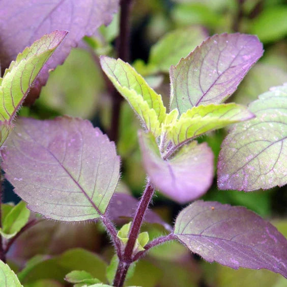 Red Leaf Holy Basil Seeds - Ocimum Sanctum Tenuiflorum Tulasi for Culinary, Herbal Tea & Garden | Non-GMO, Vibrant Red Foliage