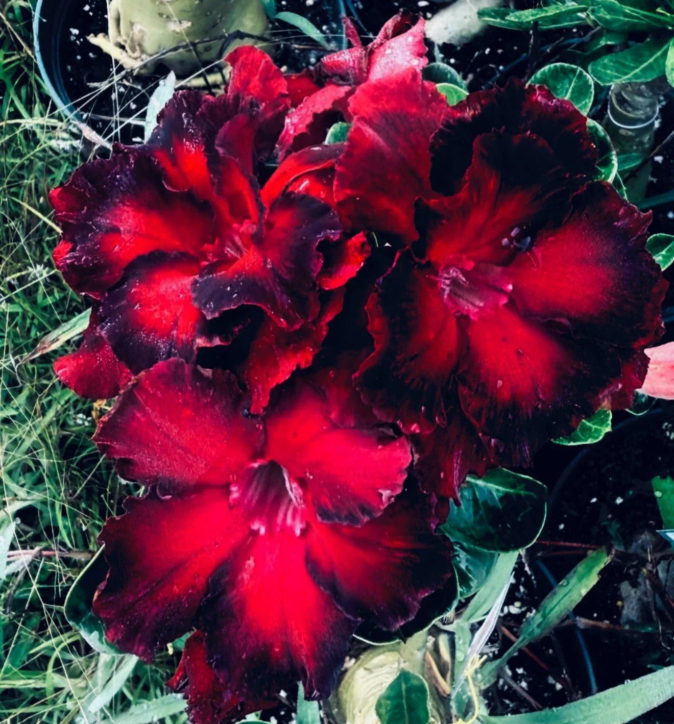Desert Rose Seedling Plant - Black Swan Variety, Adenium Obesum, 4-6 Inches Rooted Succulent for Indoor Outdoor Garden