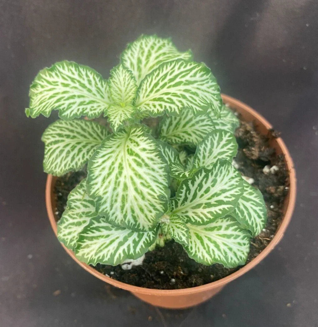 Fittonia White Tiger Houseplant - 3-Inch Rooted Indoor Plant - Easy Care Fittonia albivenis with White Veined Leaves