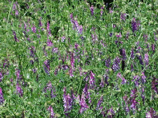 Hairy Vetch Seeds - Bulk Cover Crop & Nitrogen Fixer - Vicia villosa - Soil Enrichment & Companion Plant for Tomatoes