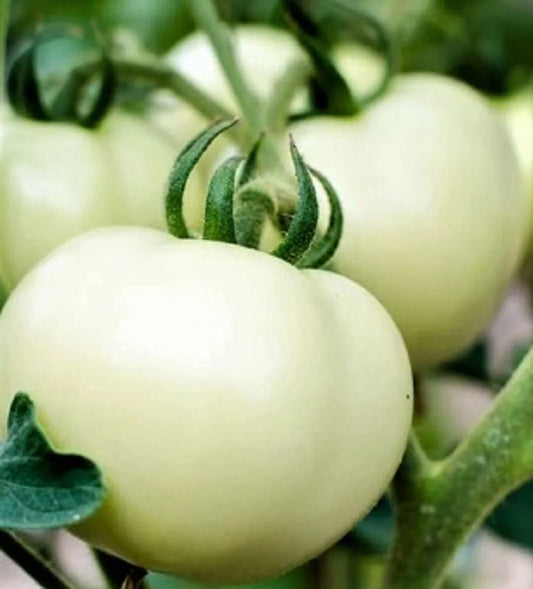 Great White Tomato Seeds - Non-GMO Heirloom Beefsteak Variety, Solanum lycopersicum, Organic, Full Sun, 50+ Seeds