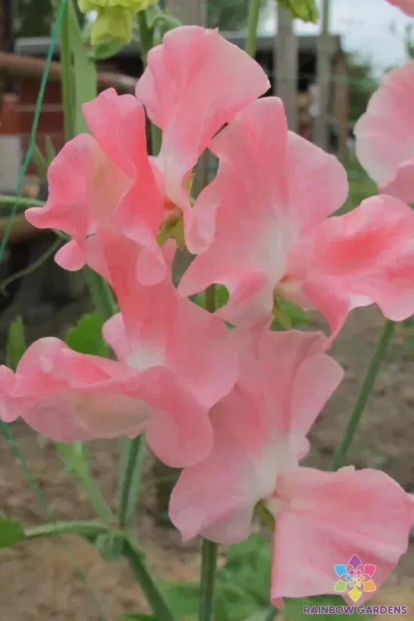 Sweet Pea Seeds Lauren Landy Variety | Lathyrus odoratus | Fragrant Climbing Flower Pack of 50 Seeds