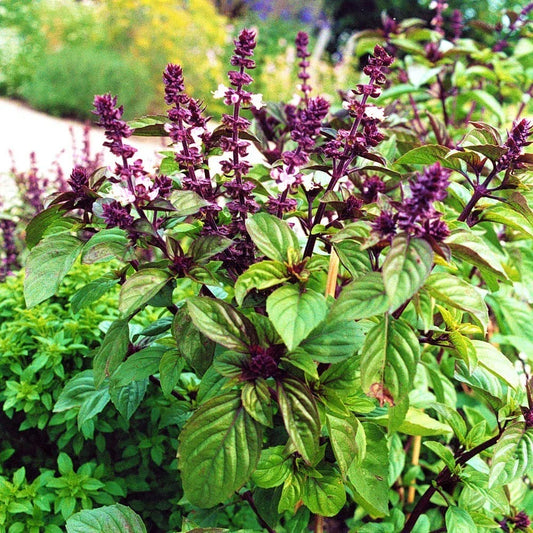 Licorice Basil Seeds - 50 Count Non-GMO Herb Seeds - Ocimum basilicum var. anisatum for Culinary Use, Aromatic Leaves