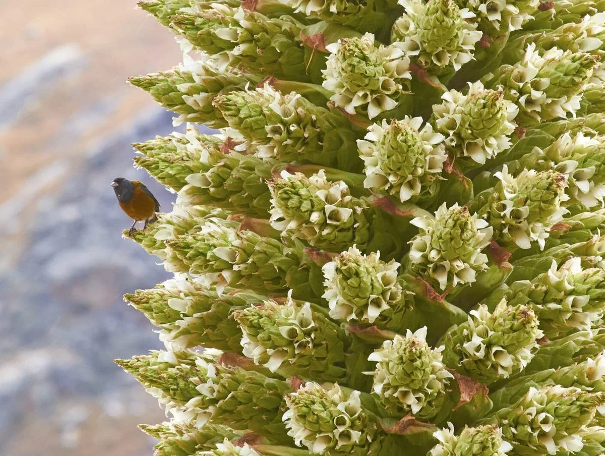 Queen of The Andes Seeds - 10 Count - Rare Puya Raimondii for Exotic Gardening and Landscapes