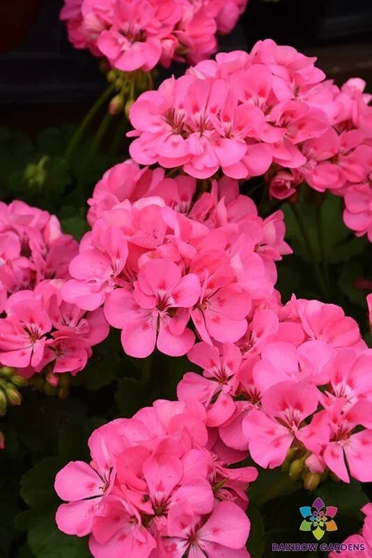 Patriot Tickled Pink Geranium Seeds - Pelargonium x hortorum - Bright Pink Blooms for Garden, Containers & Borders, 25+ Seeds