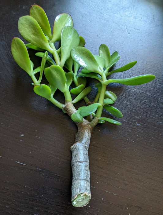Jade Plant Cutting - Thick Succulent Propagation - Crassula ovata - 0.5-0.75 Inch Diameter for Indoor & Outdoor Decor